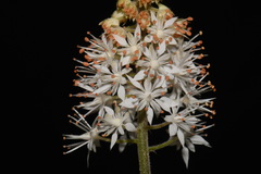 Tiarella nautila