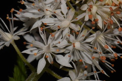 Tiarella nautila