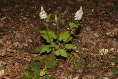 Tiarella nautila
