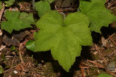 Tiarella nautila
