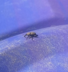 Sphenophorus callosus