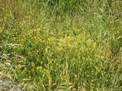 Melilotus neapolitanus