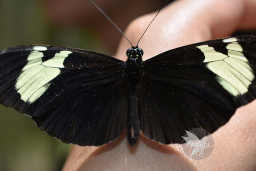 Timareta longwing