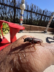 Enaphalodes hispicornis