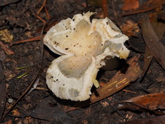 Russula viridis