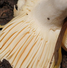 Russula viridis