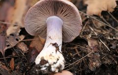 Phlegmacium lavendulense