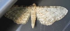 Eupithecia cretaceata