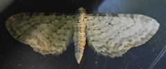 Eupithecia cretaceata