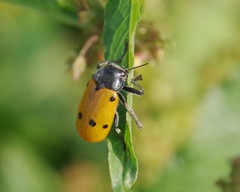 Lachnaia sexpunctata