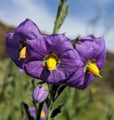 Solanum umbelliferum