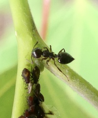 Crematogaster cerasi