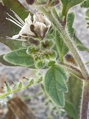 Phacelia grisea