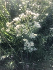 Eupatorium altissimum