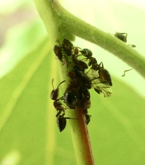 Crematogaster cerasi