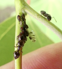 Crematogaster cerasi