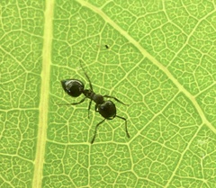 Crematogaster cerasi