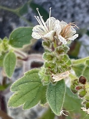 Phacelia grisea