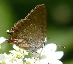 Satyrium esculi