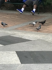 Columba livia domestica