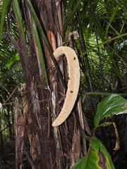 Phytelephas