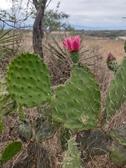Opuntia pilifera