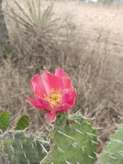 Opuntia pilifera