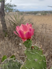 Opuntia pilifera