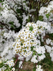 Spiraea