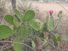 Opuntia pilifera