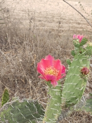 Opuntia pilifera