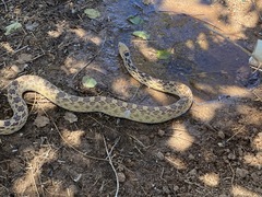 Pituophis catenifer