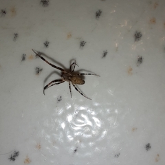 Zosis geniculata
