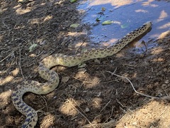 Pituophis catenifer