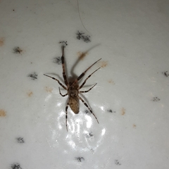 Zosis geniculata