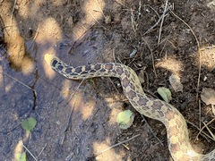Pituophis catenifer