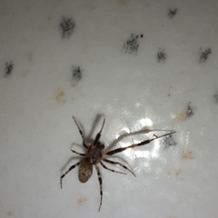 Zosis geniculata