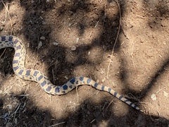 Pituophis catenifer