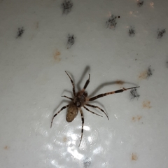 Zosis geniculata