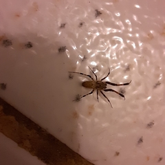 Zosis geniculata