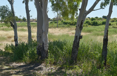 Corymbia bella