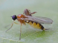 Ocydromiinae