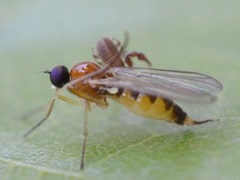 Ocydromiinae