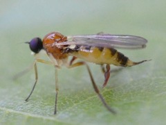 Ocydromiinae