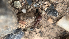 Veromessor chicoensis