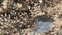 Veromessor chicoensis