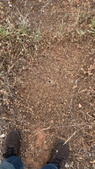 Veromessor chicoensis