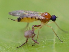 Ocydromiinae