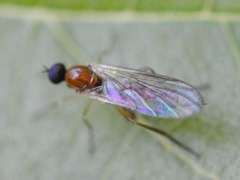 Ocydromiinae