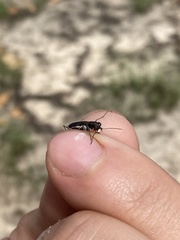 Cicindela abdominalis